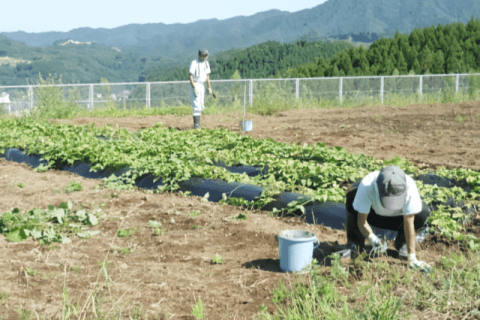 作業活動の種類が豊富